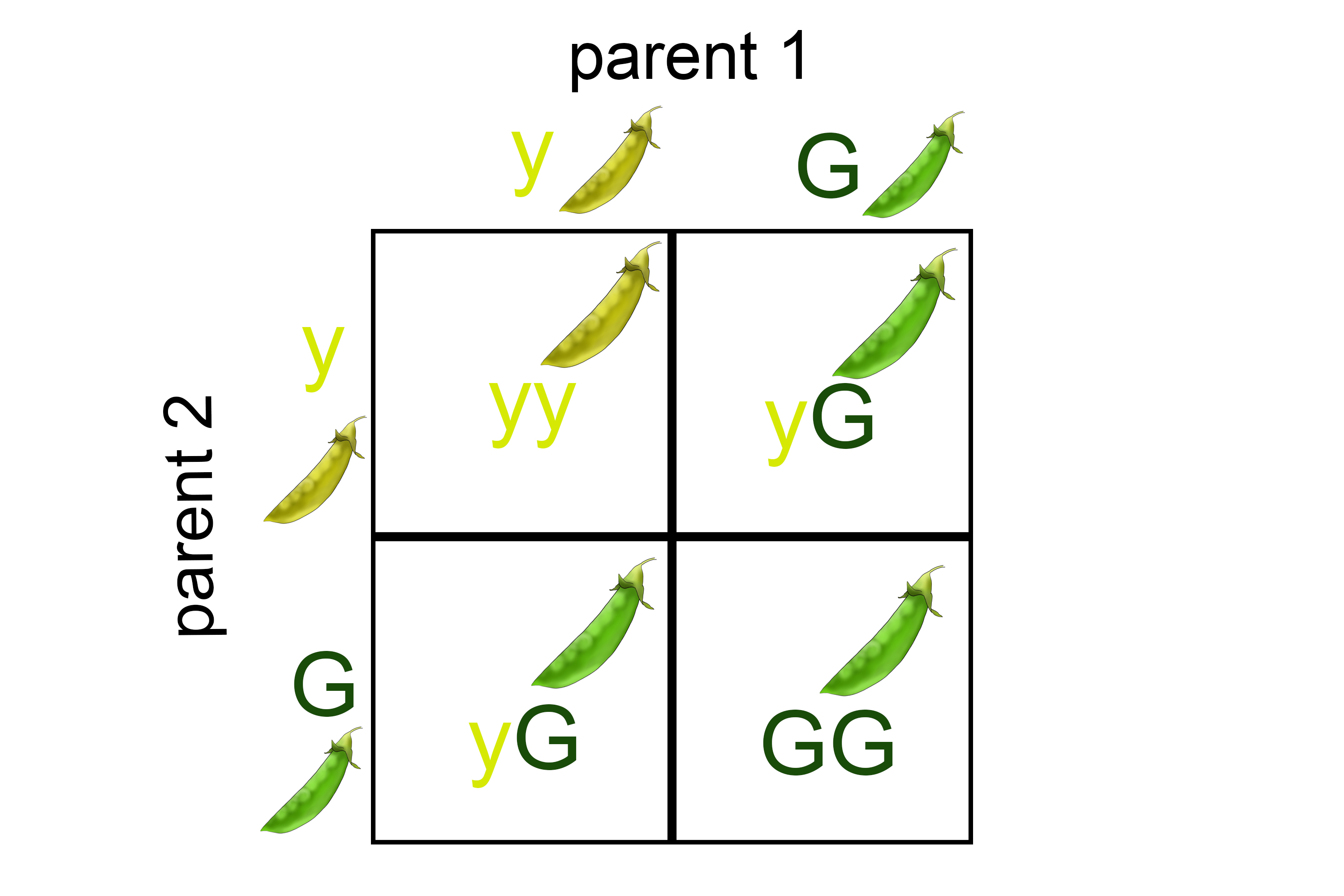 Punnett square showing there is a 75% chance of green pods being inherited where 25% will be yellow